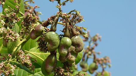 Cashew nut fruits hanging from the branch of a cashew tree in against the background of a blue sky.