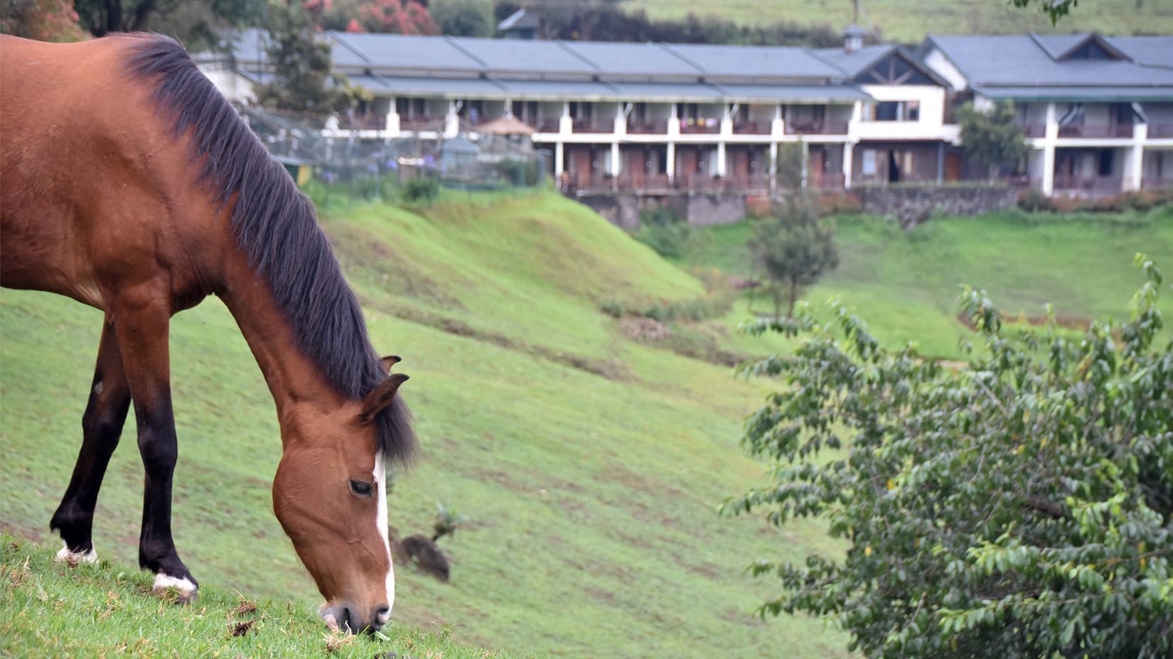 Horse 2