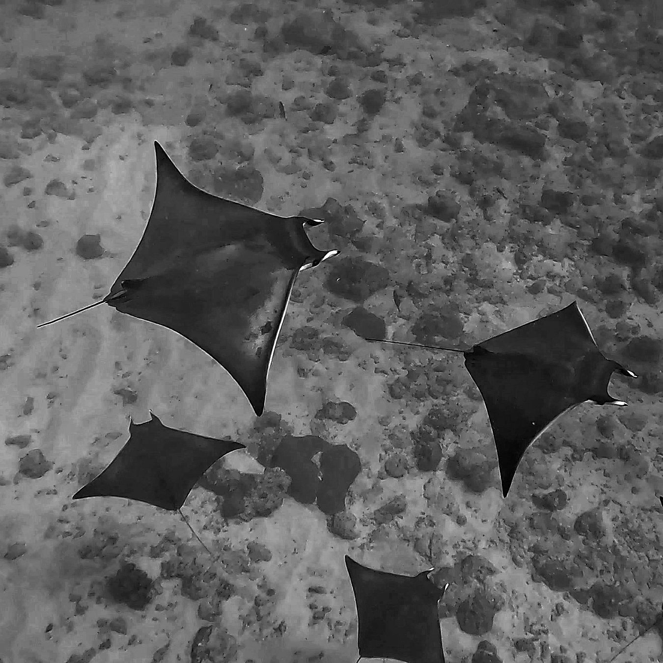 Group of rays swimming along the seabed at Barefoot Scuba Resort, a haven for unique dive encounters.