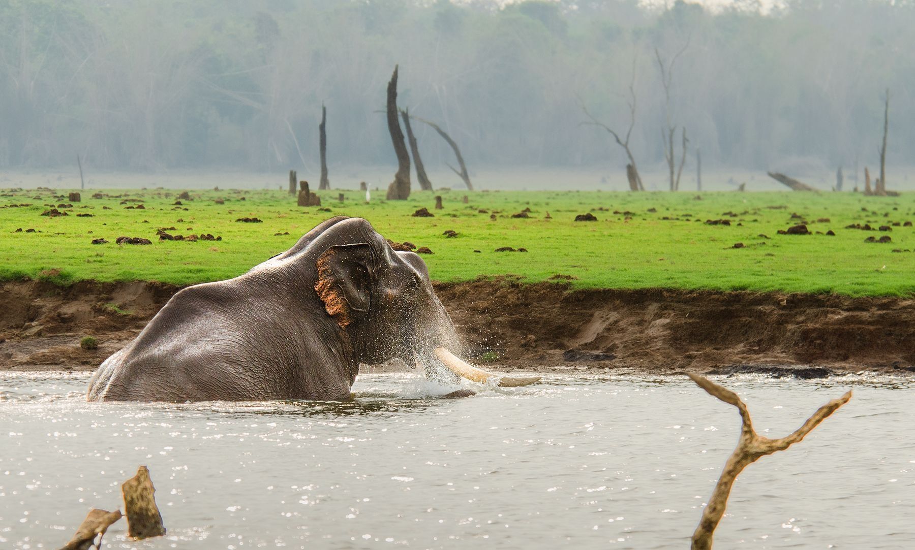 Elephant bathing in water with a green bank.