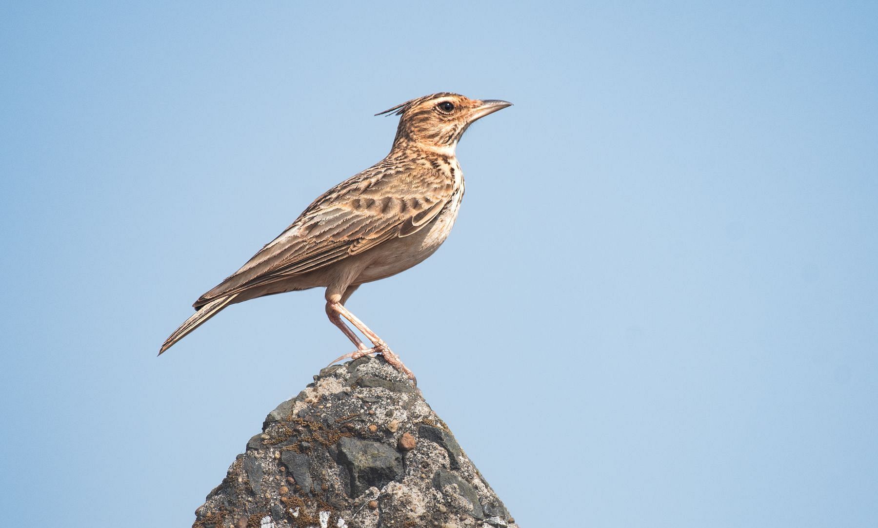 Malabar Lark-2