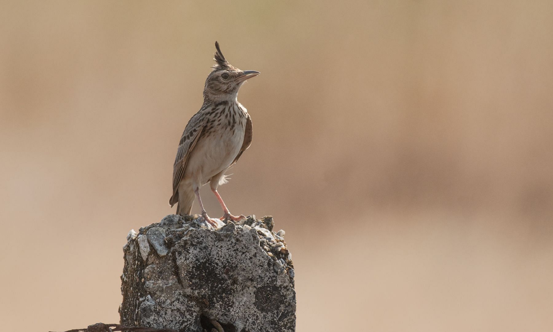 Malabar Lark 1