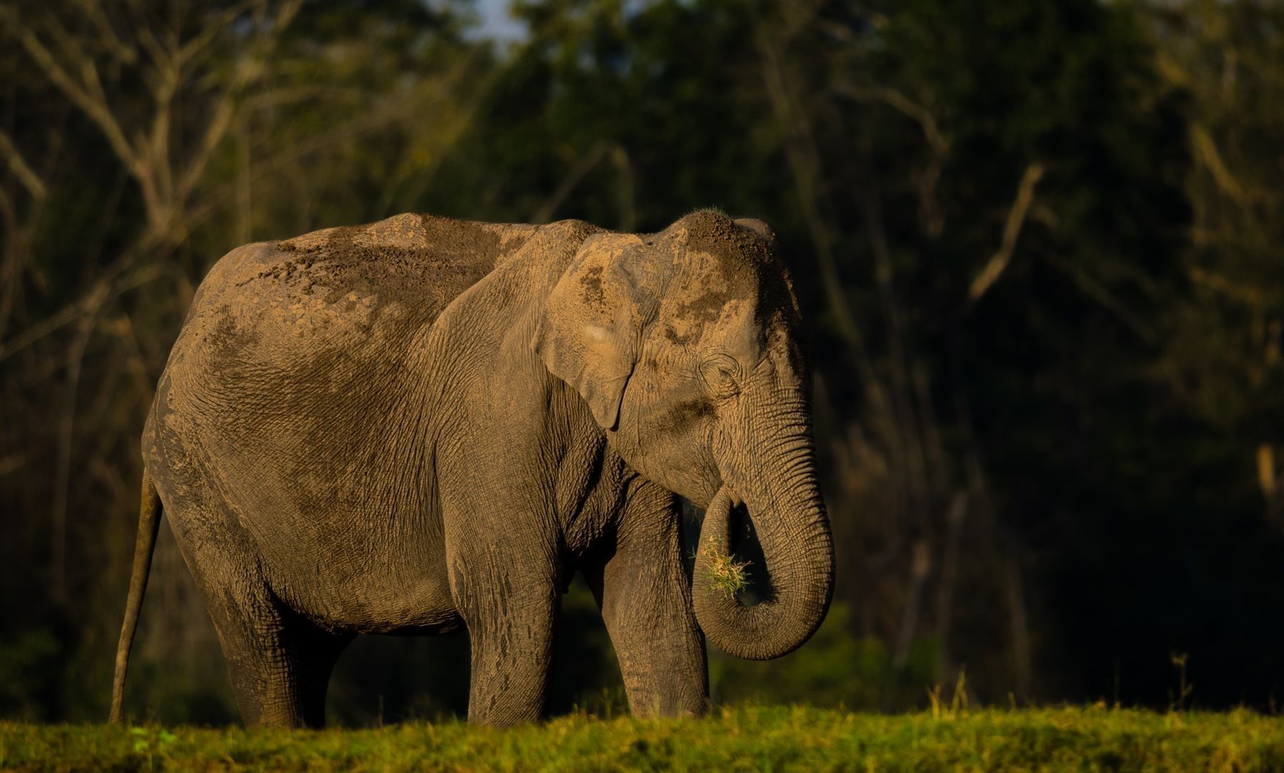 Asian elephant eating grass in a lush forest.