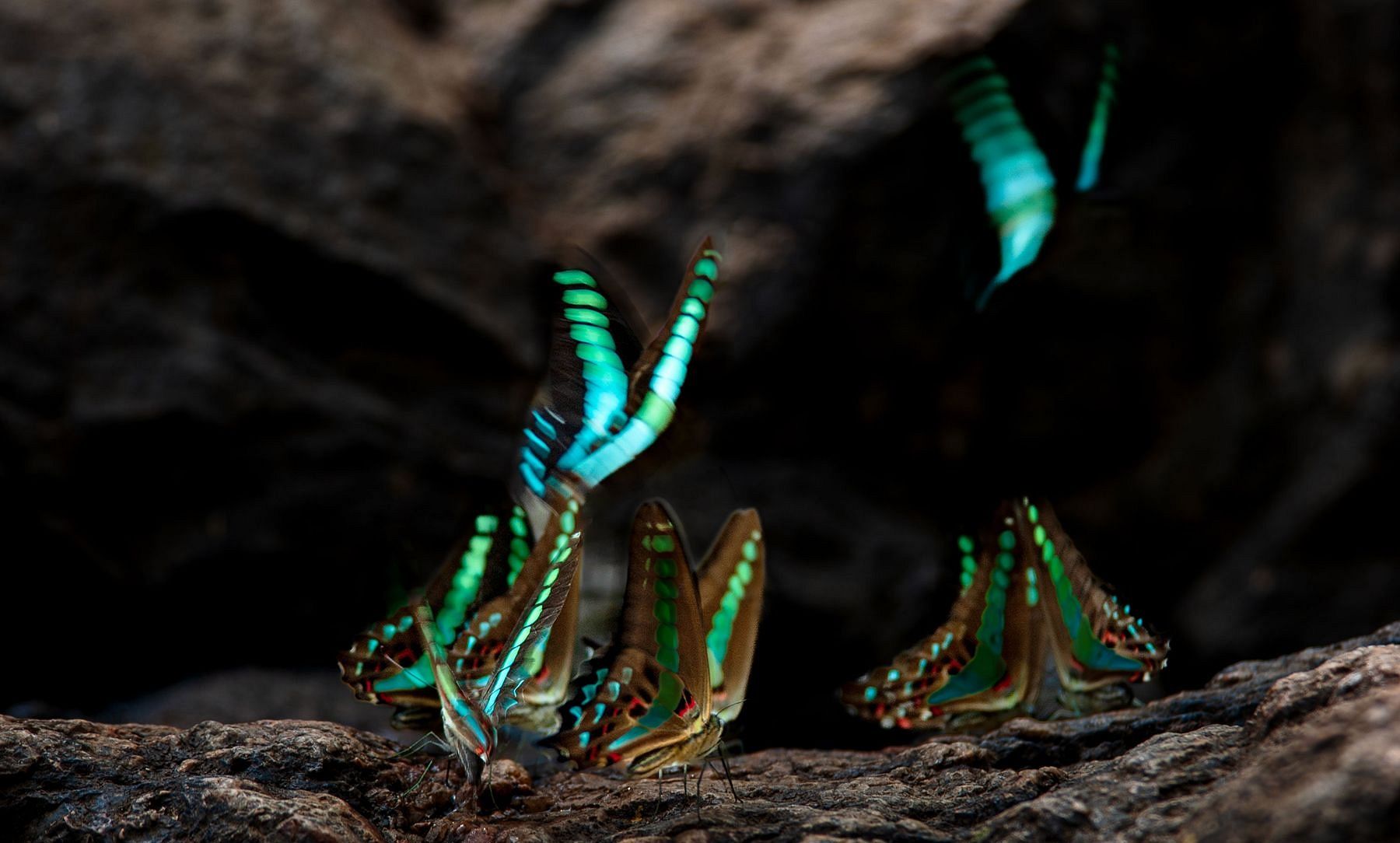 Coorg On The Wing Common-Bluebottle