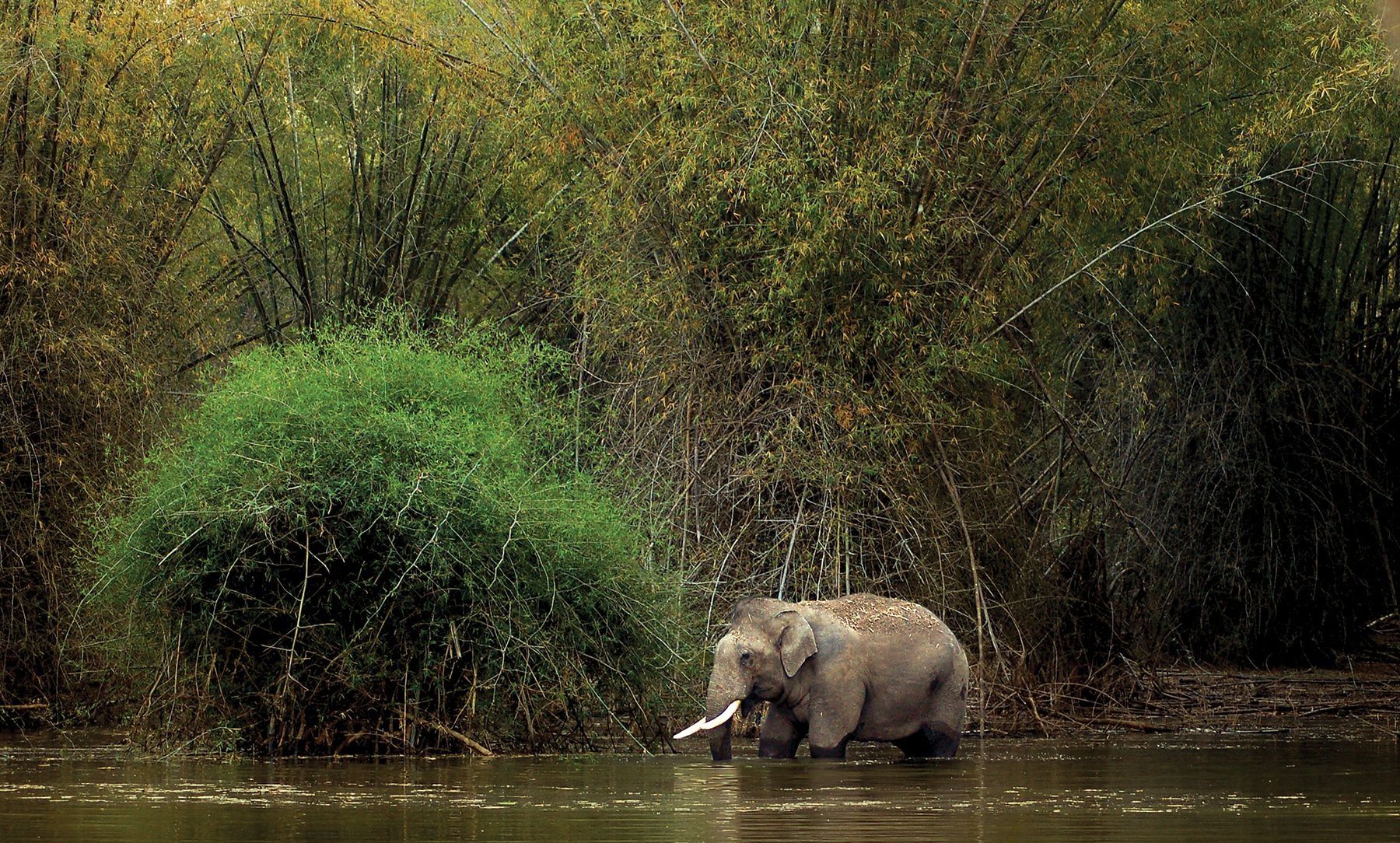 Kabini elephant wading in water by a bamboo forest.