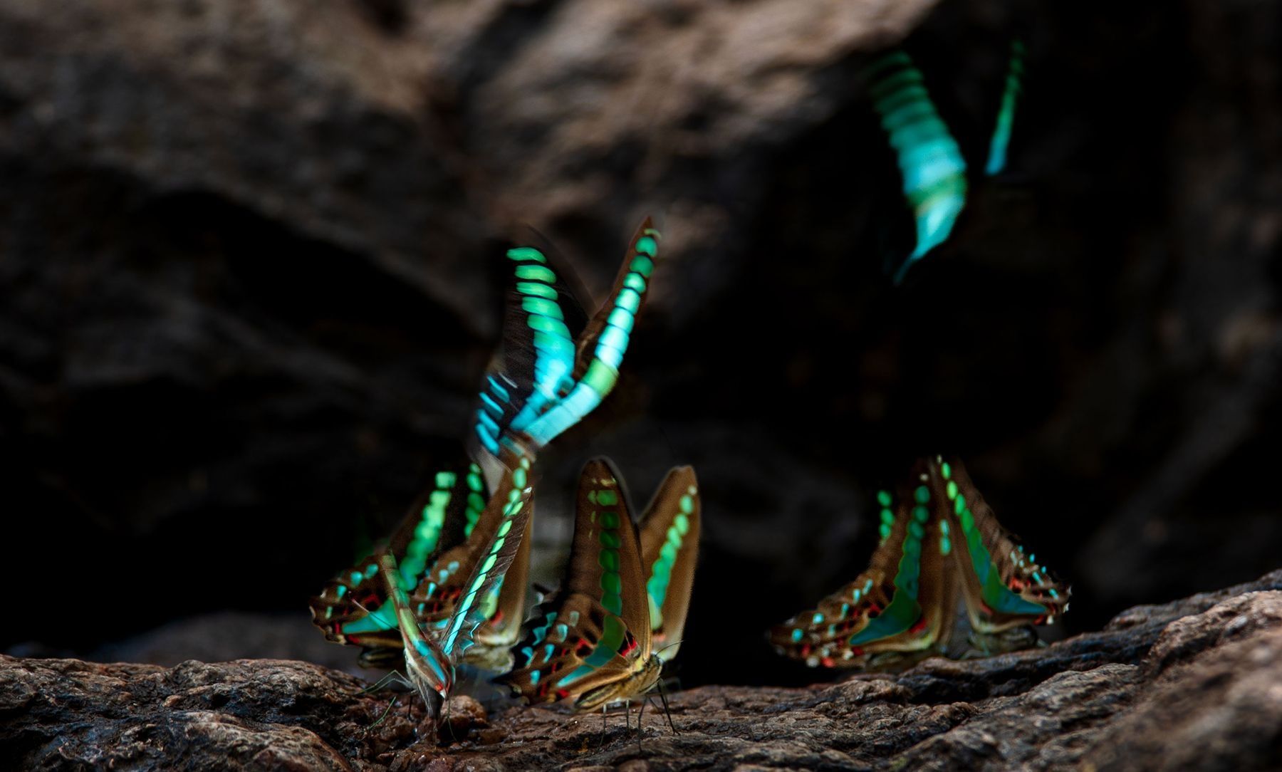 Group of luminous blue-green butterflies on a rock.