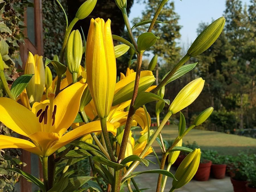 Bright yellow lilies blooming in a garden.