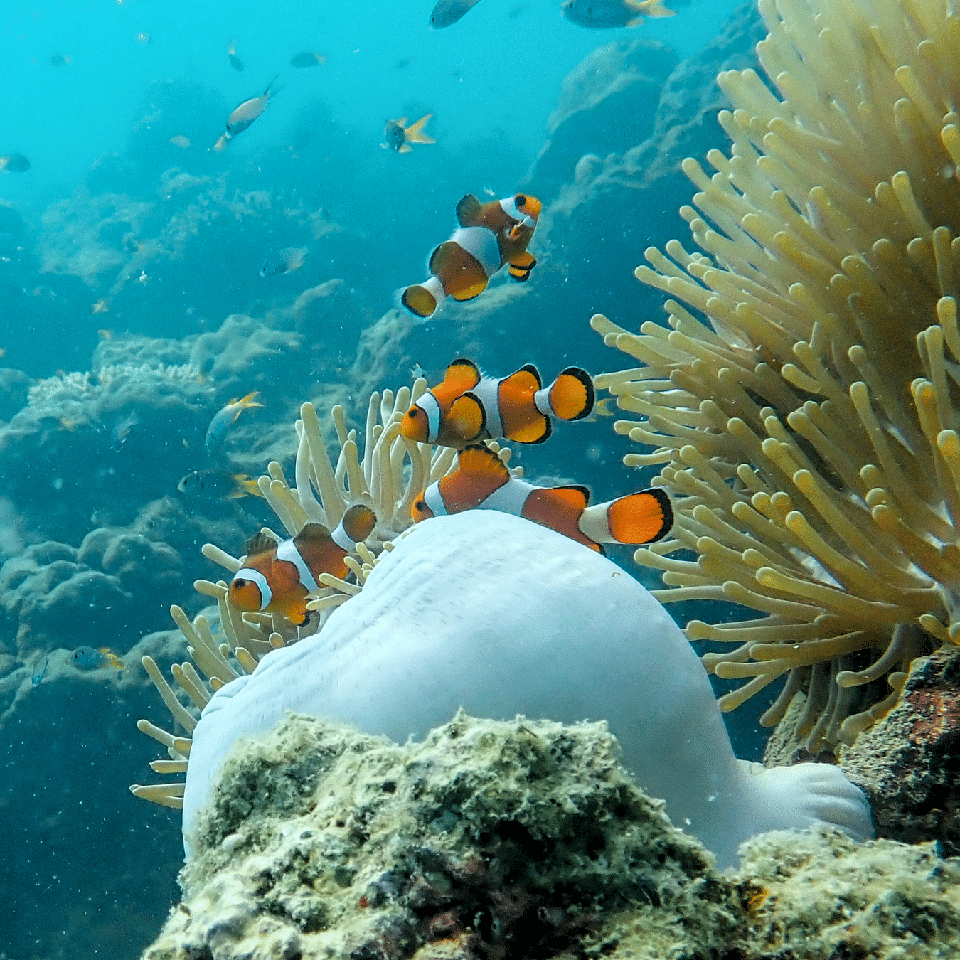 Clownfish near sea anemones spotted during scuba diving at Barefoot Scuba Resort.