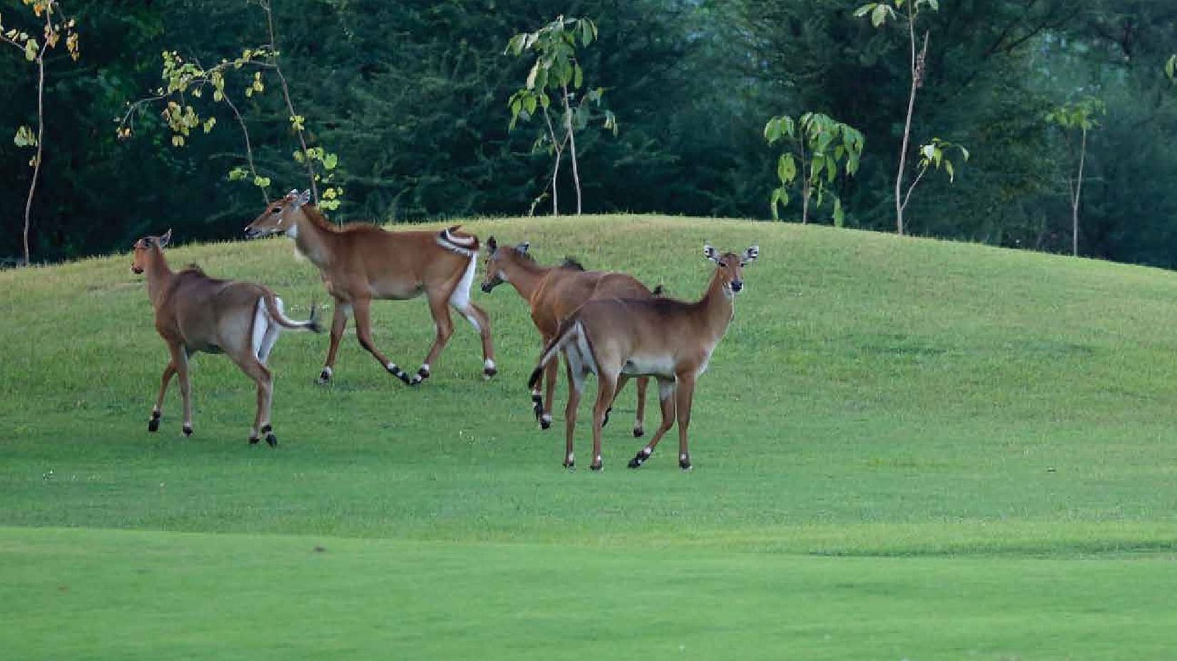 A herd of deer on the gold course at Karma Lakelands.