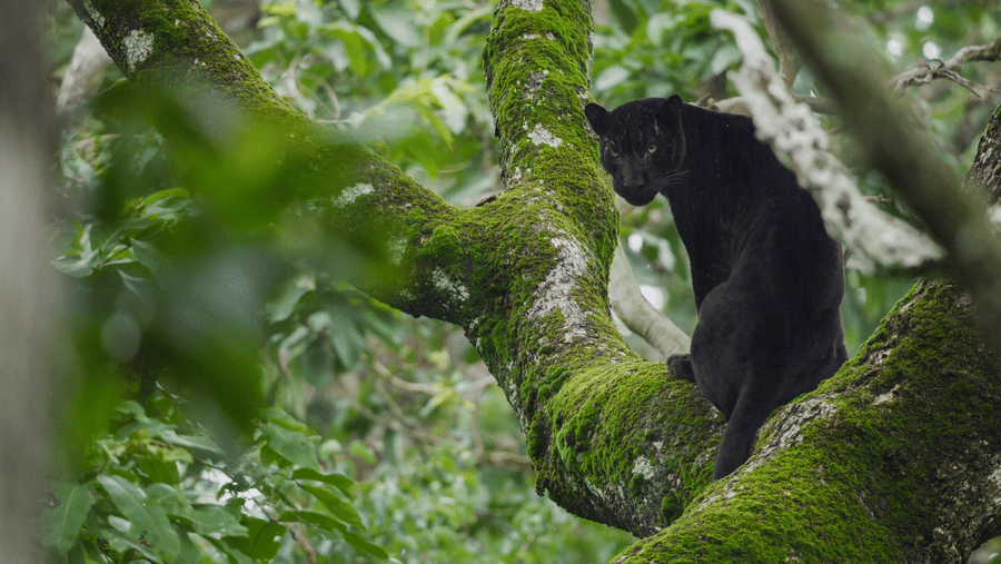 Black Panther sitting on a tree in Nagarahole Forest.