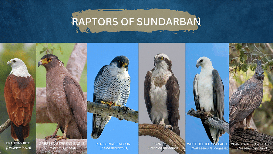 Waxpol Hotels and Resorts  Waxpol blog avian species2