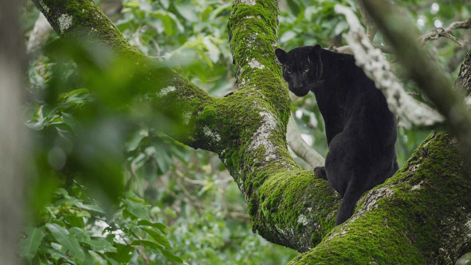 Black Panther sitting on a tree in Nagarahole Forest.