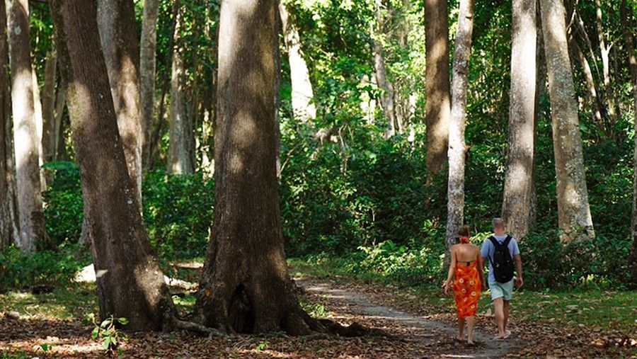 29 Experiences Walking in the Magical Mahua Forest