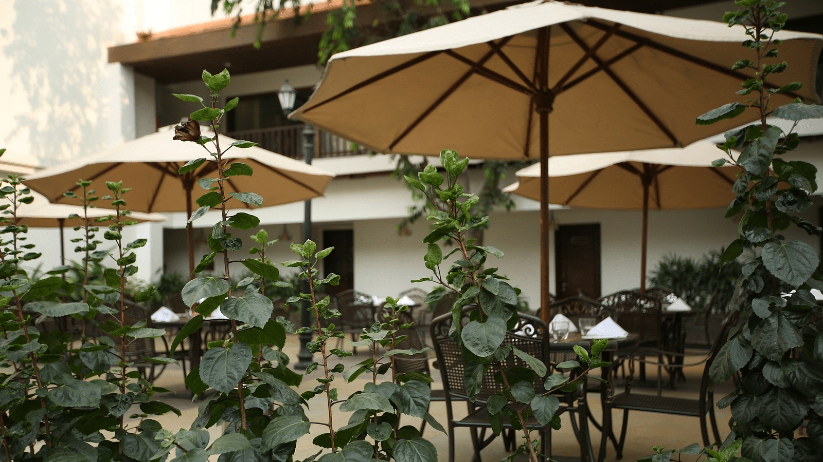 an image of a green leafy plants at a Lonavala restaurant and bar - Rhythm Lonavala