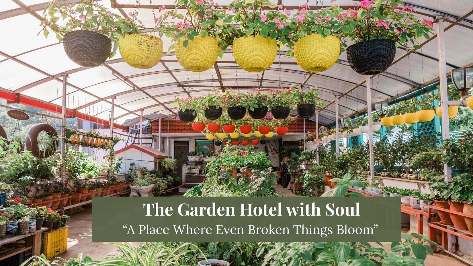 Indoor garden space at Hotel Shiva Continental, Mussoorie featuring rows of green plants, colourful hanging pots, and up cycled planters under a transparent roof.