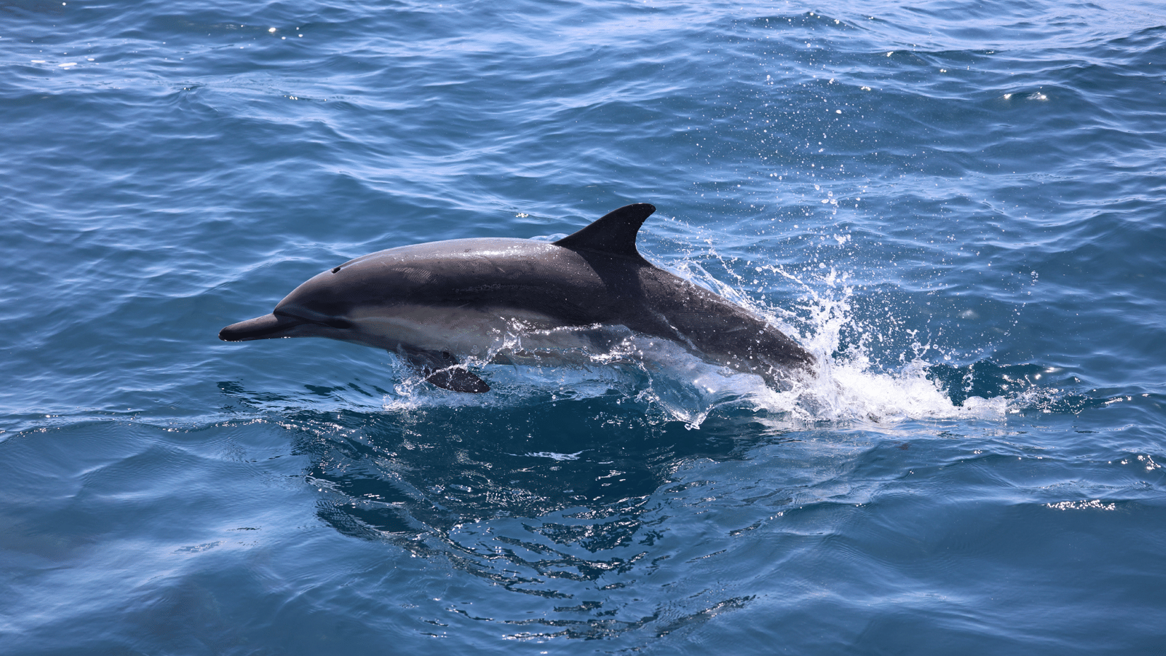 Dolphin
