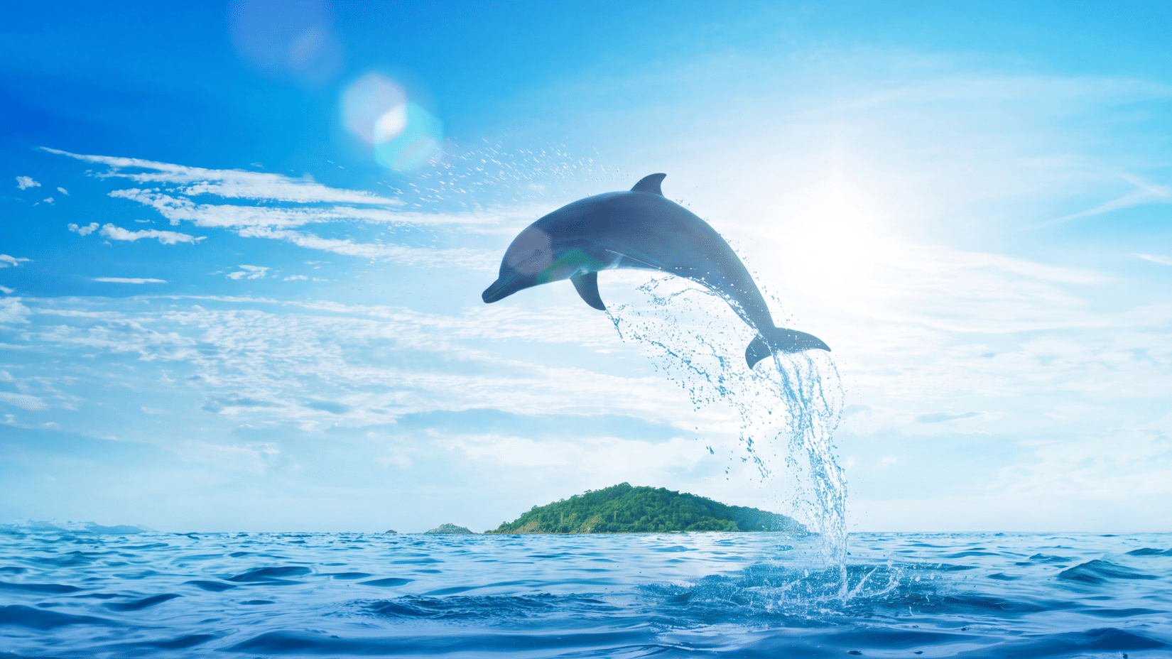 Dolphin Section