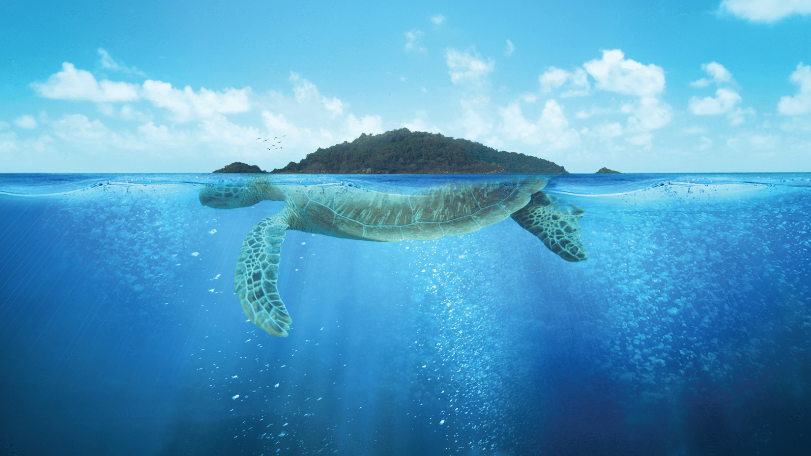 Turtle section