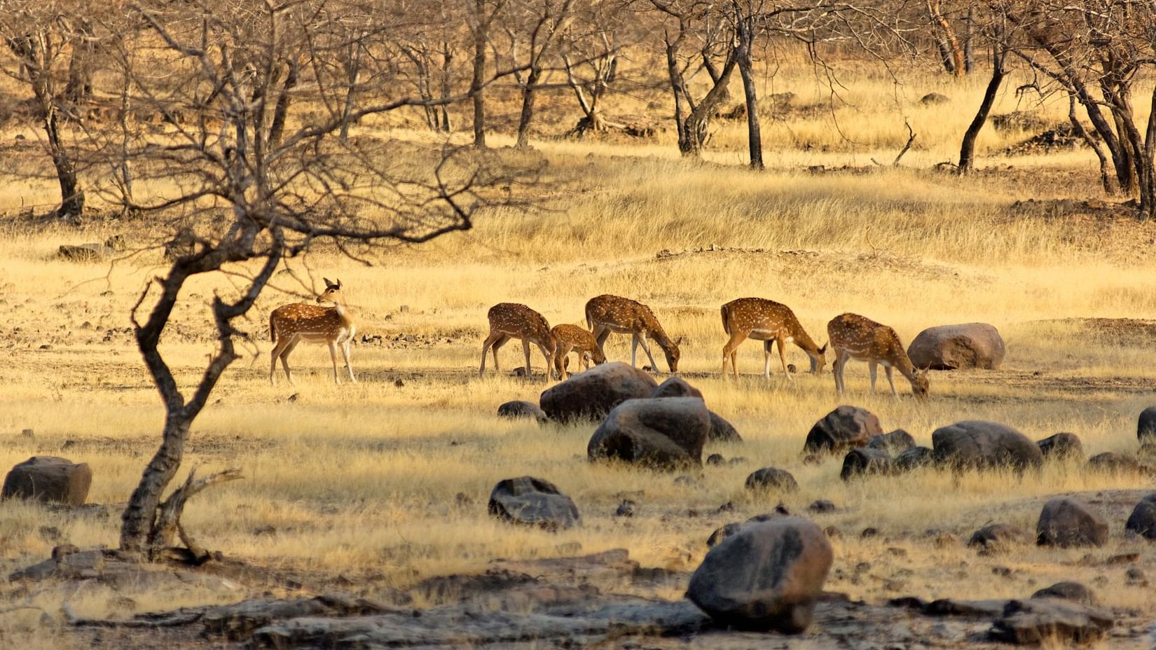 Sariska Safari- Boutique Retreat in Sariska -3