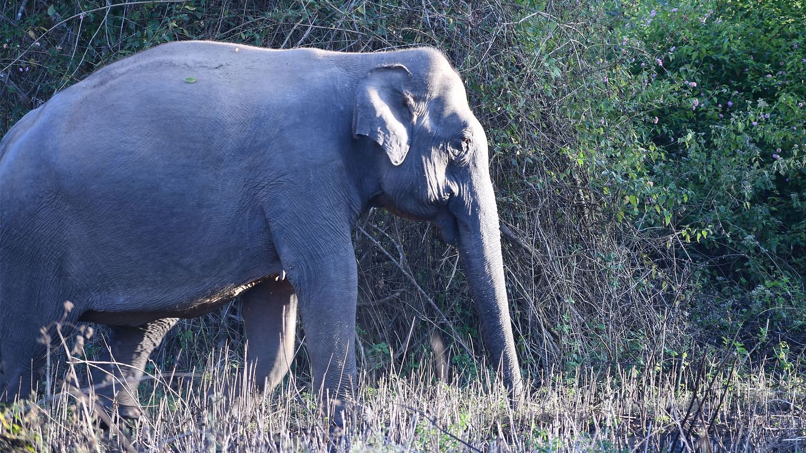 Asian Elephants