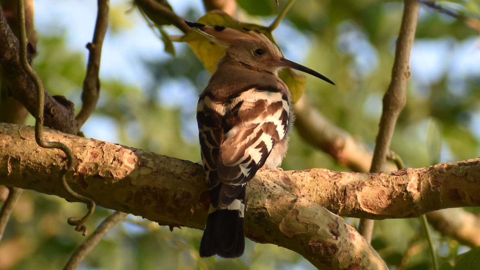 Eurasian Hoopoe