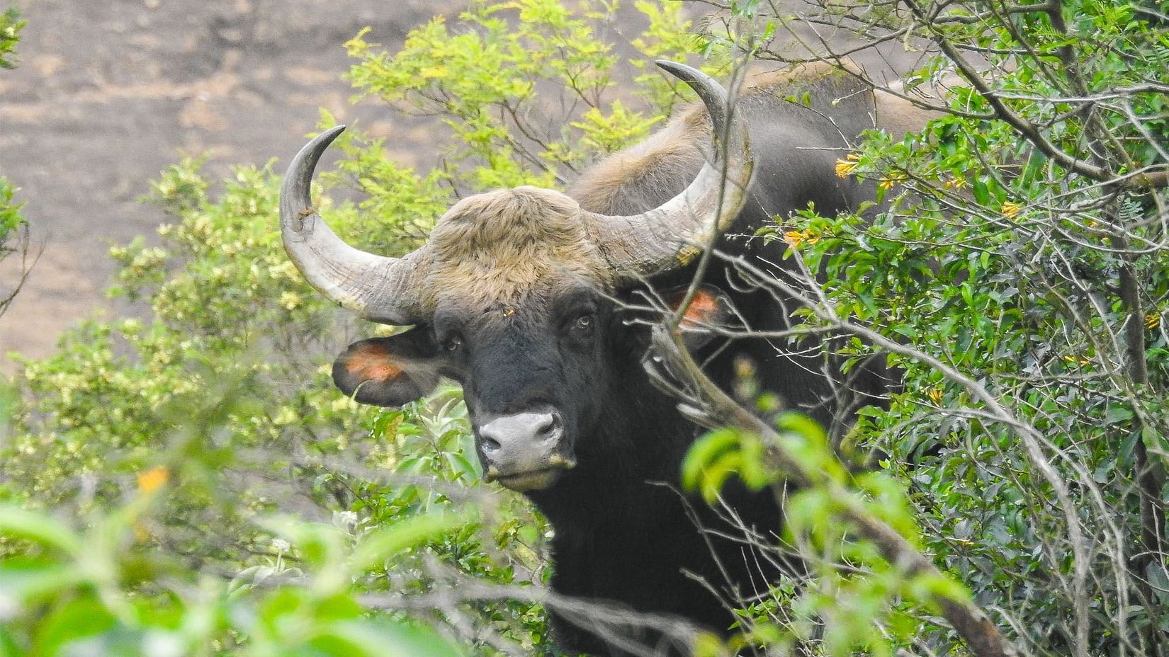 Gaur (Indian Bison)