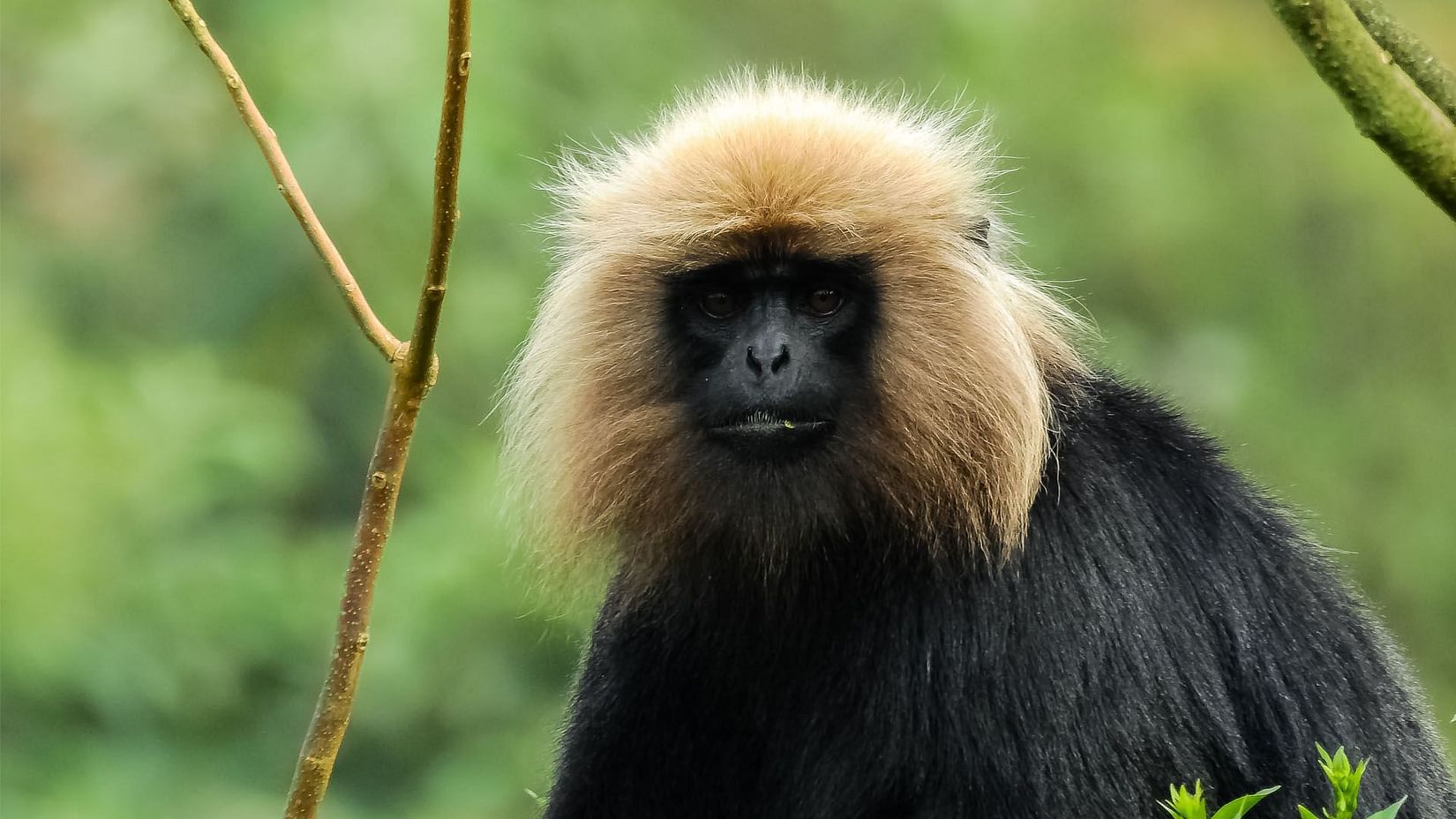 Nilgiri Langurs