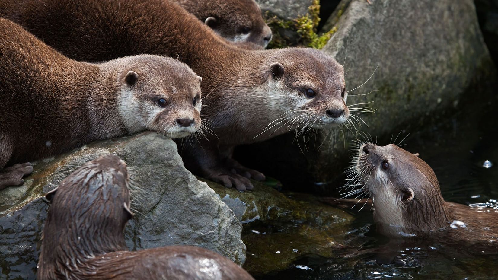 Sea Otters