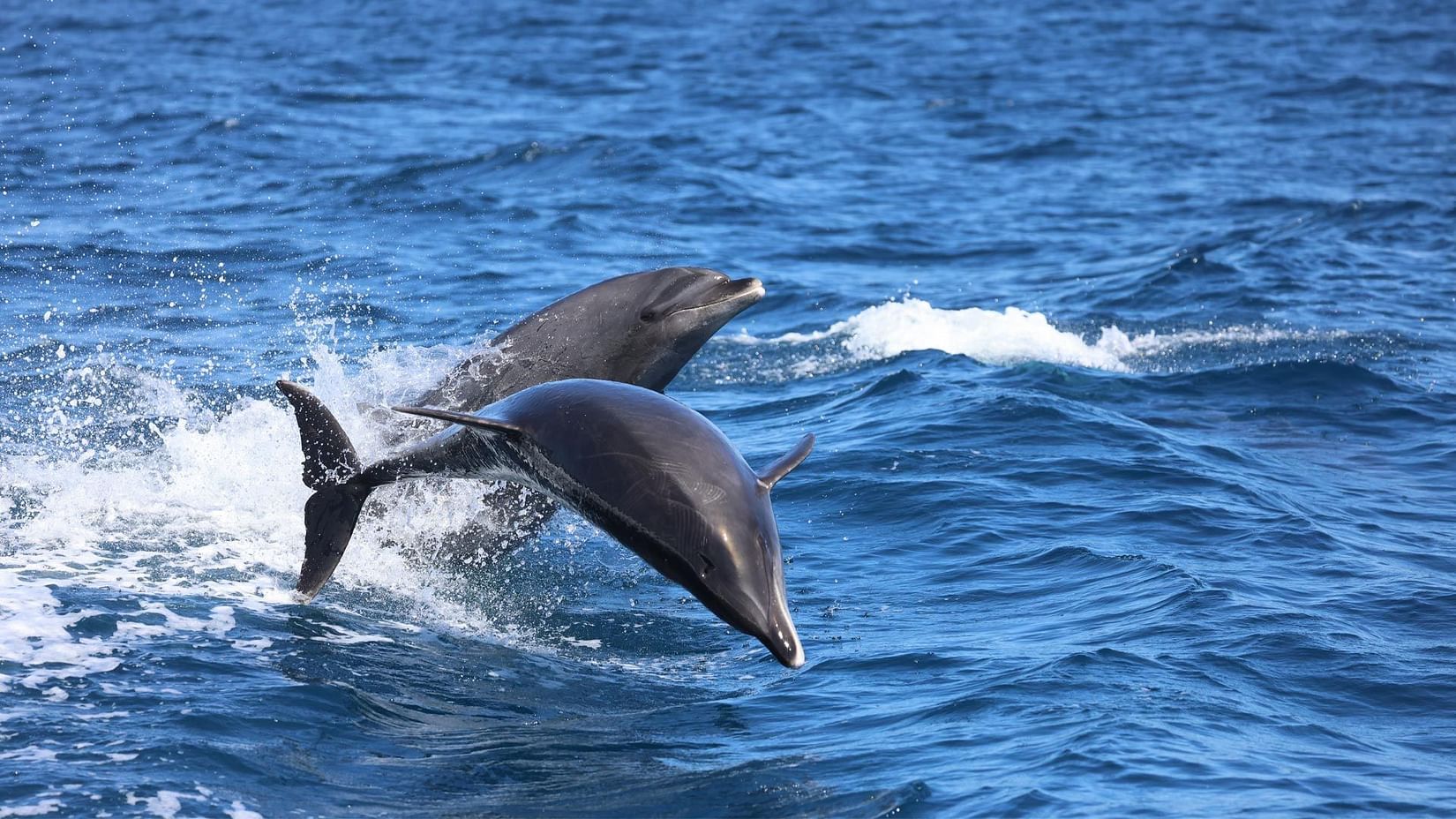 a-picture-of-dolphin-spotting -or-the-lighthouse -or-both-if-possible