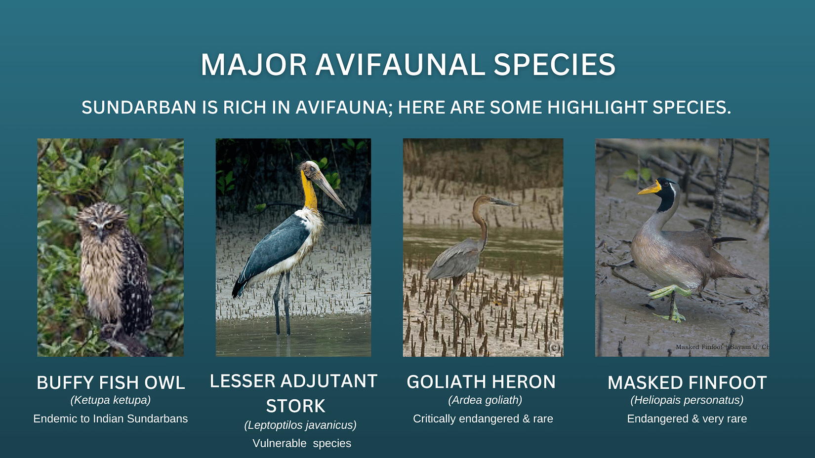 Waxpol blog avian species3