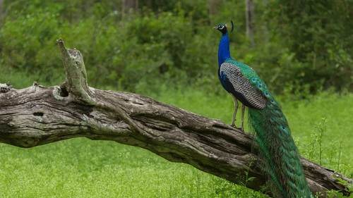 Peacock perched on a tree branch inside the natural surroundings near Black Thunder Theme Park