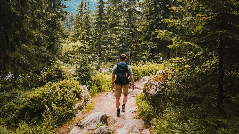 Walk in the woods
