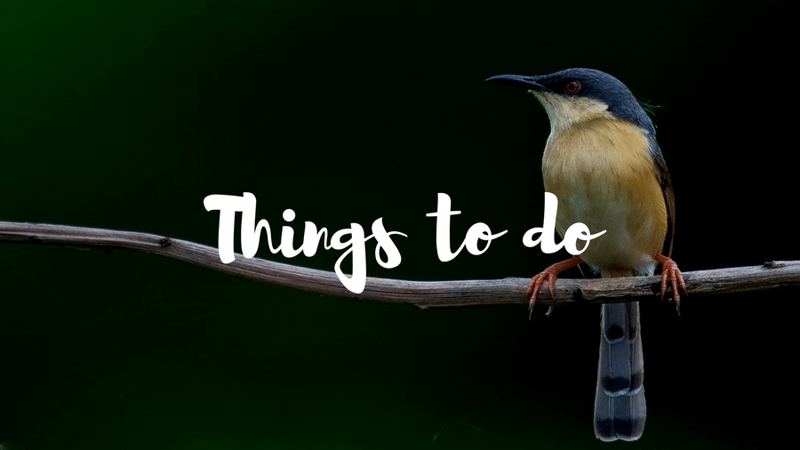 Promotional banner featuring ashy prinia bird perched on twig against dark green background with Things to do script overlay text.