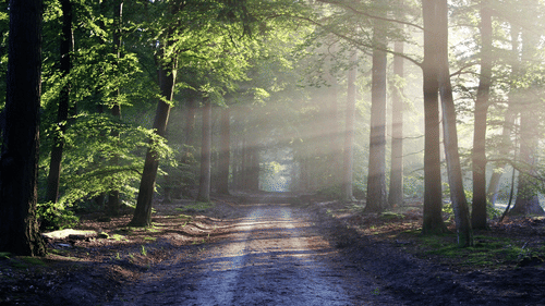 A dirt road passing through a forest with sunlight filtering through tall trees.
