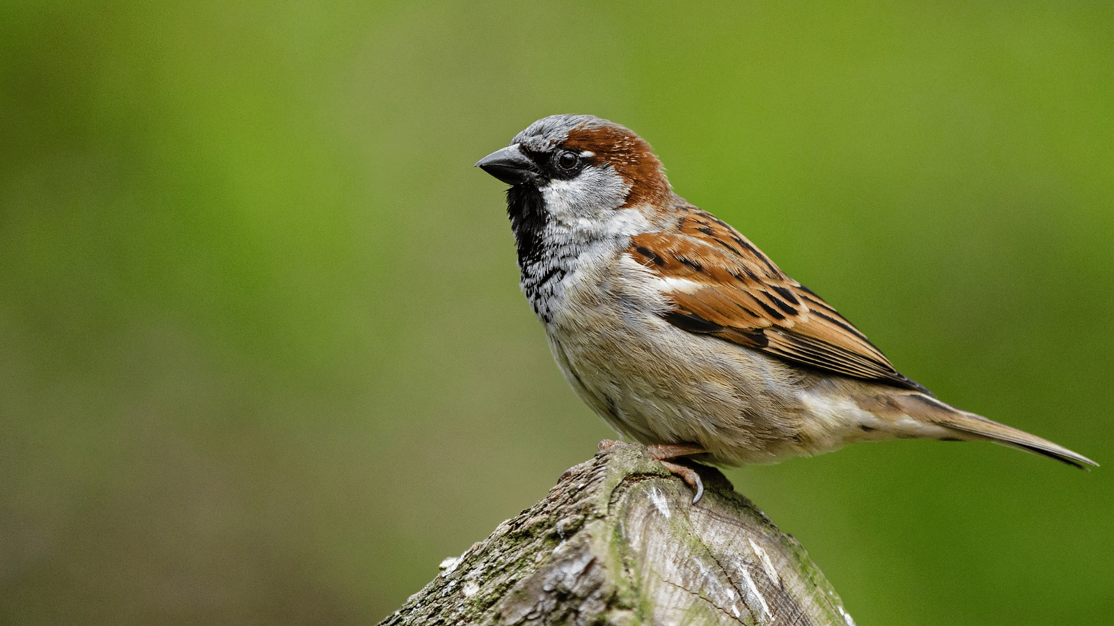 A sparrow seating on a tree branch with the background being blurred - Rhythm Gurugram