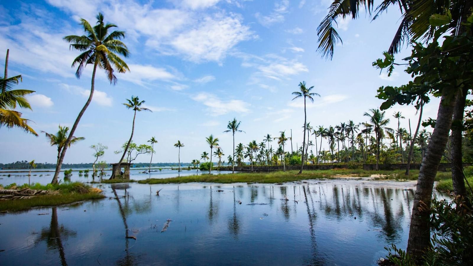 an image of a water body surrounded by coconut trees 