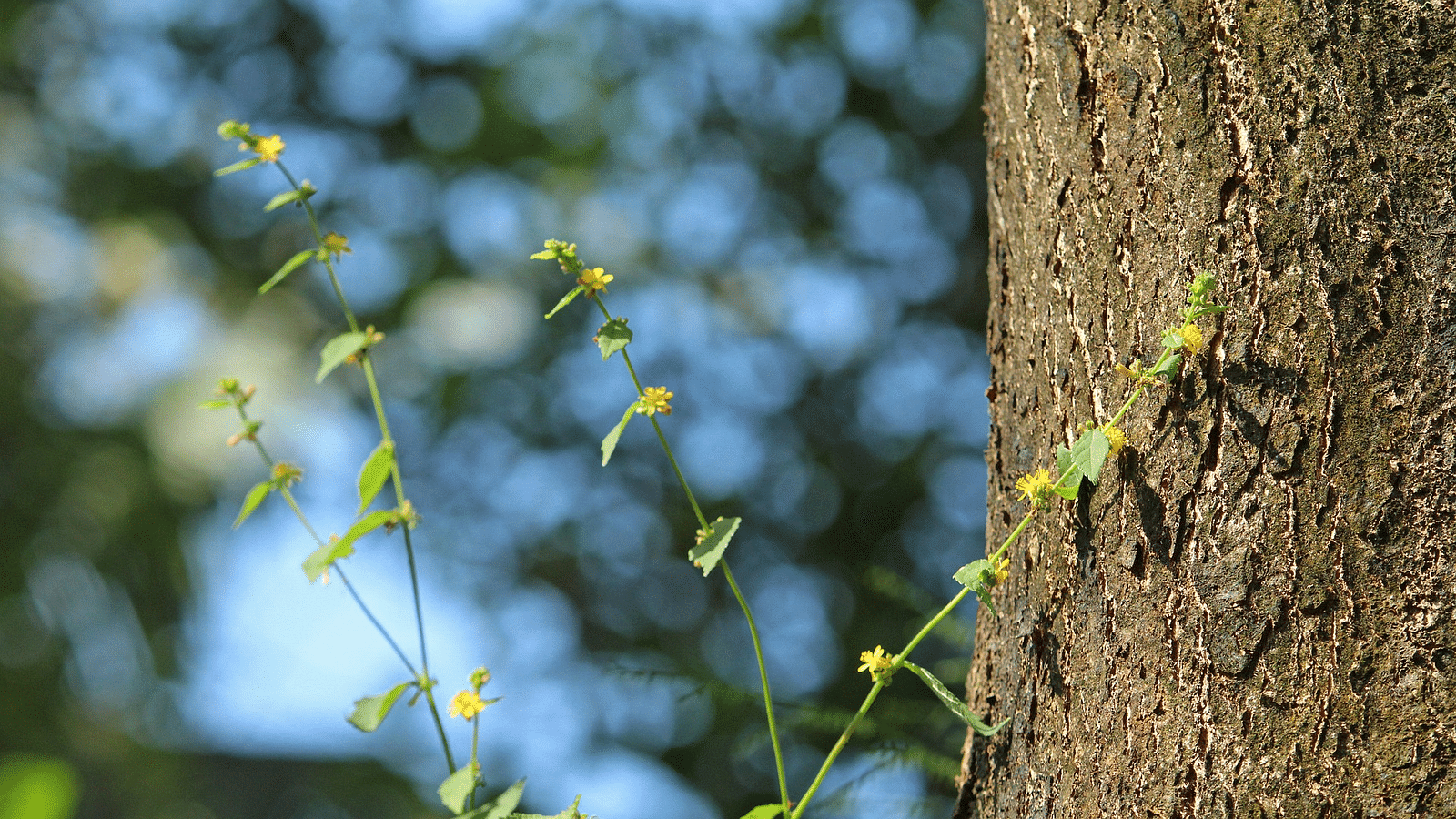A close up shot of a tree trunk at Ryewood Park