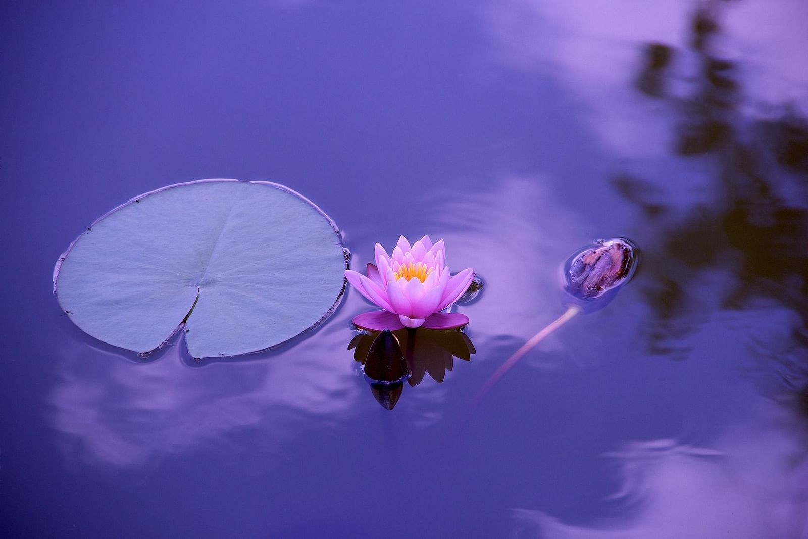 a close up shot of a lotus in a waterbody