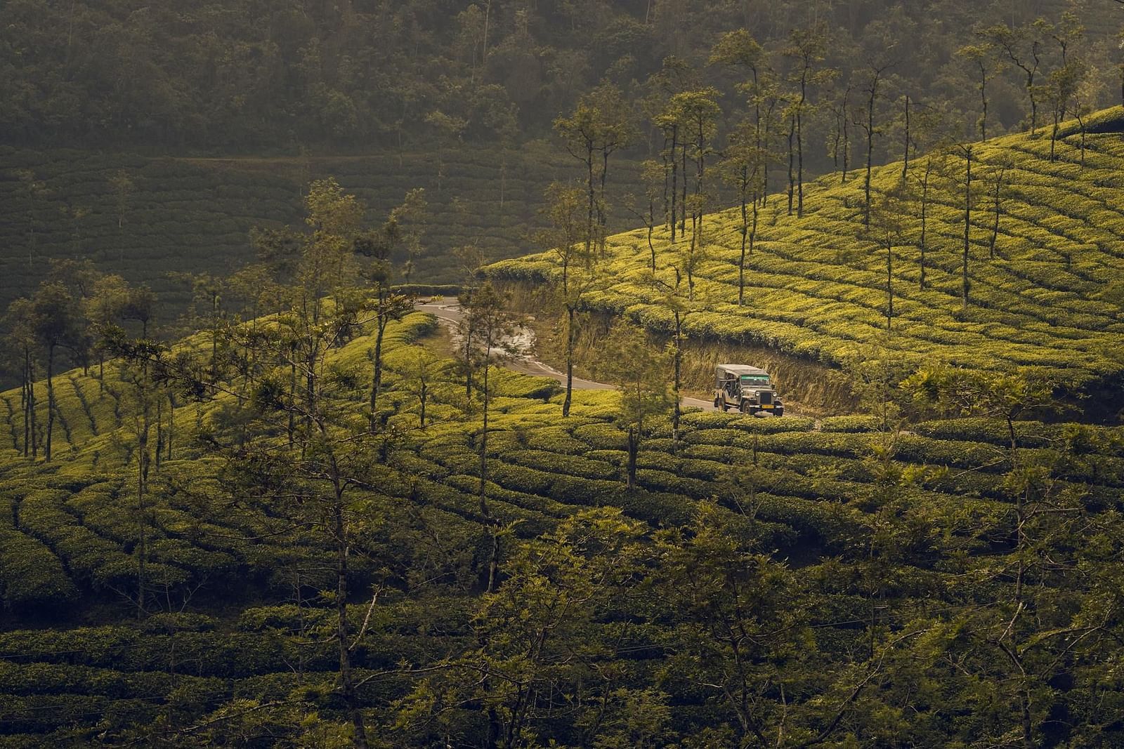 an image of a tea estate 