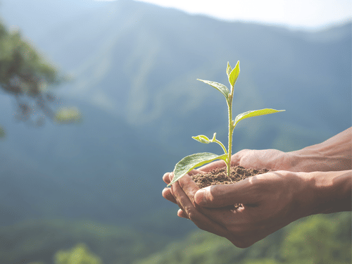 Hands hold a small seedling with green leaves, with a blurred mountain landscape in the background.