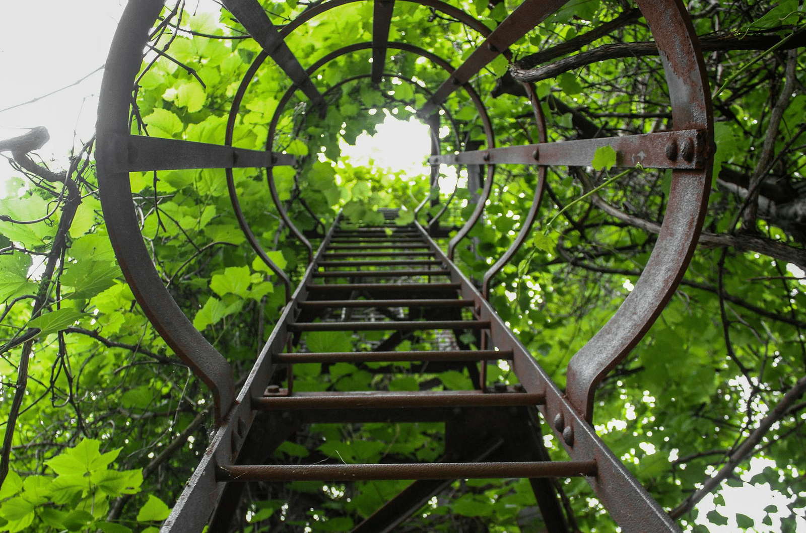 A metal staircase surrounded by lush greenery.