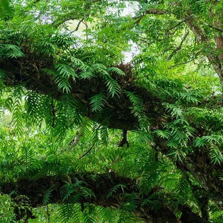 Lush green ferns and foliage on a tree in a forest.
