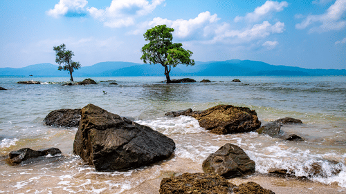 rocks and trees on a beach