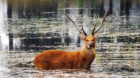 Barasingha by Rajiv Chawla