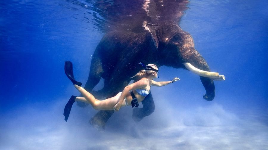 Rajan the Swimming Elephant Photo by Jillian Frits