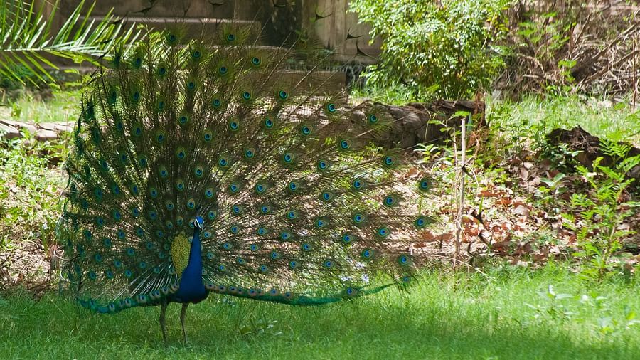 Deo Bagh - 17th Century, Gwalior - a peacock with his feathers spread out