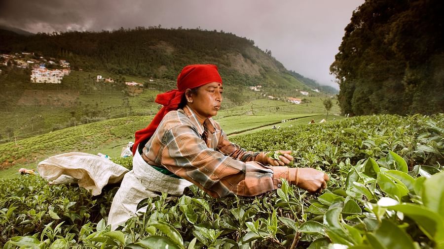 A person picking tea leaves from the tea plantation with a hill in the background - Wallwood Garden - 19th Century, Coonoor