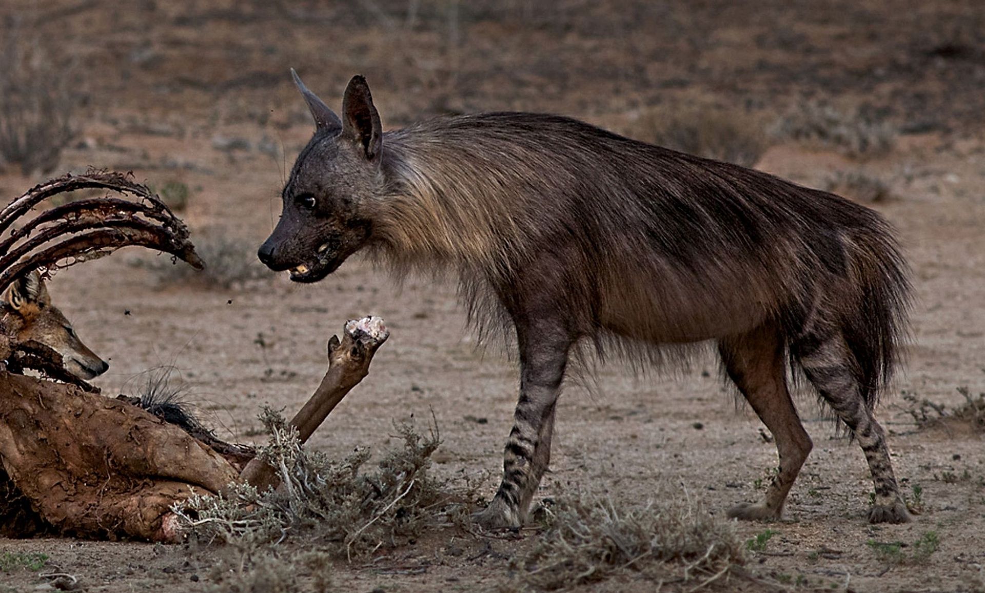 BROWN HYENA 3