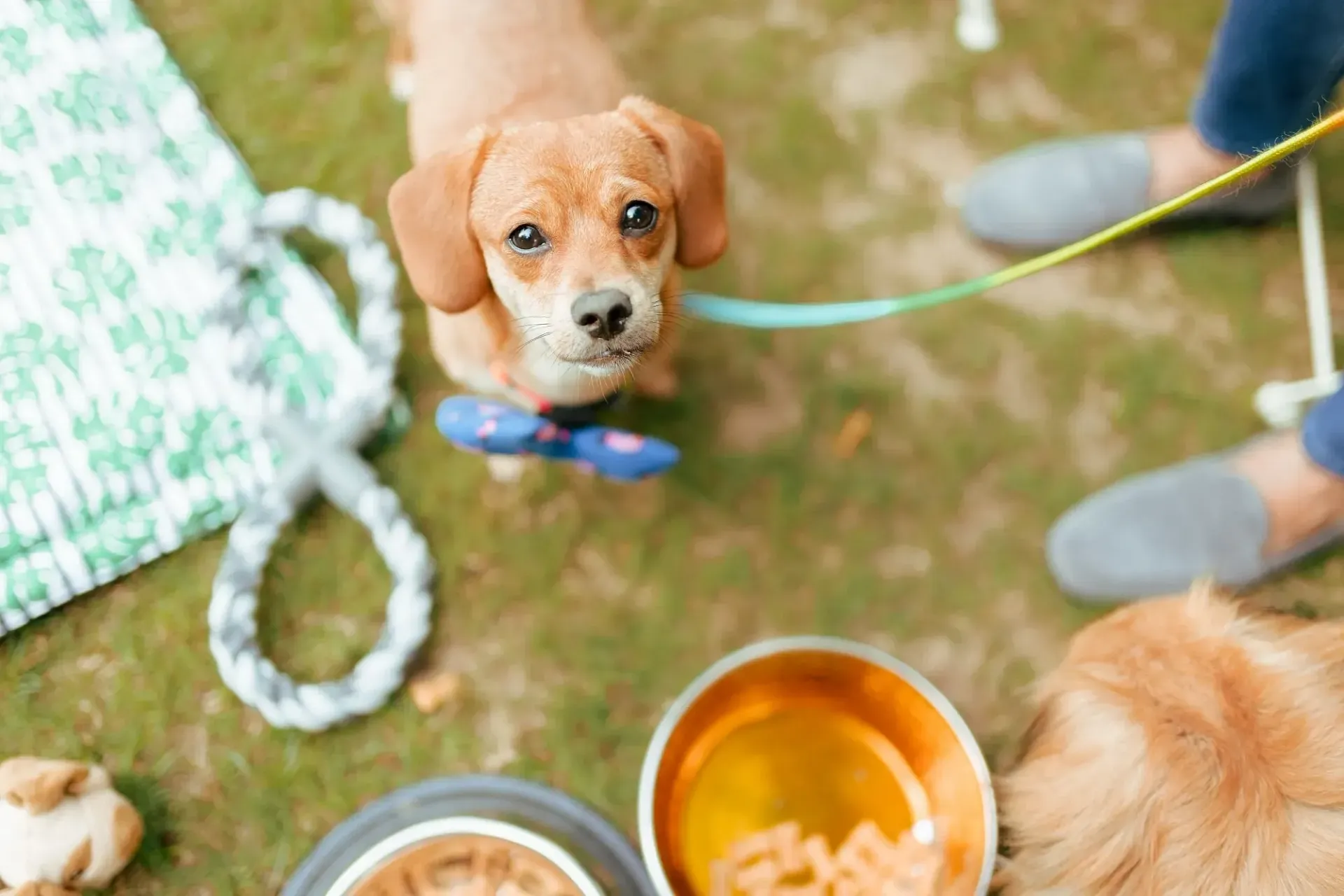 Puppy sitting near food bowls on a mat outdoors at Karma Chalets.