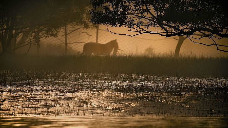 Tiger with Chital kill - Dobanki fencing in background